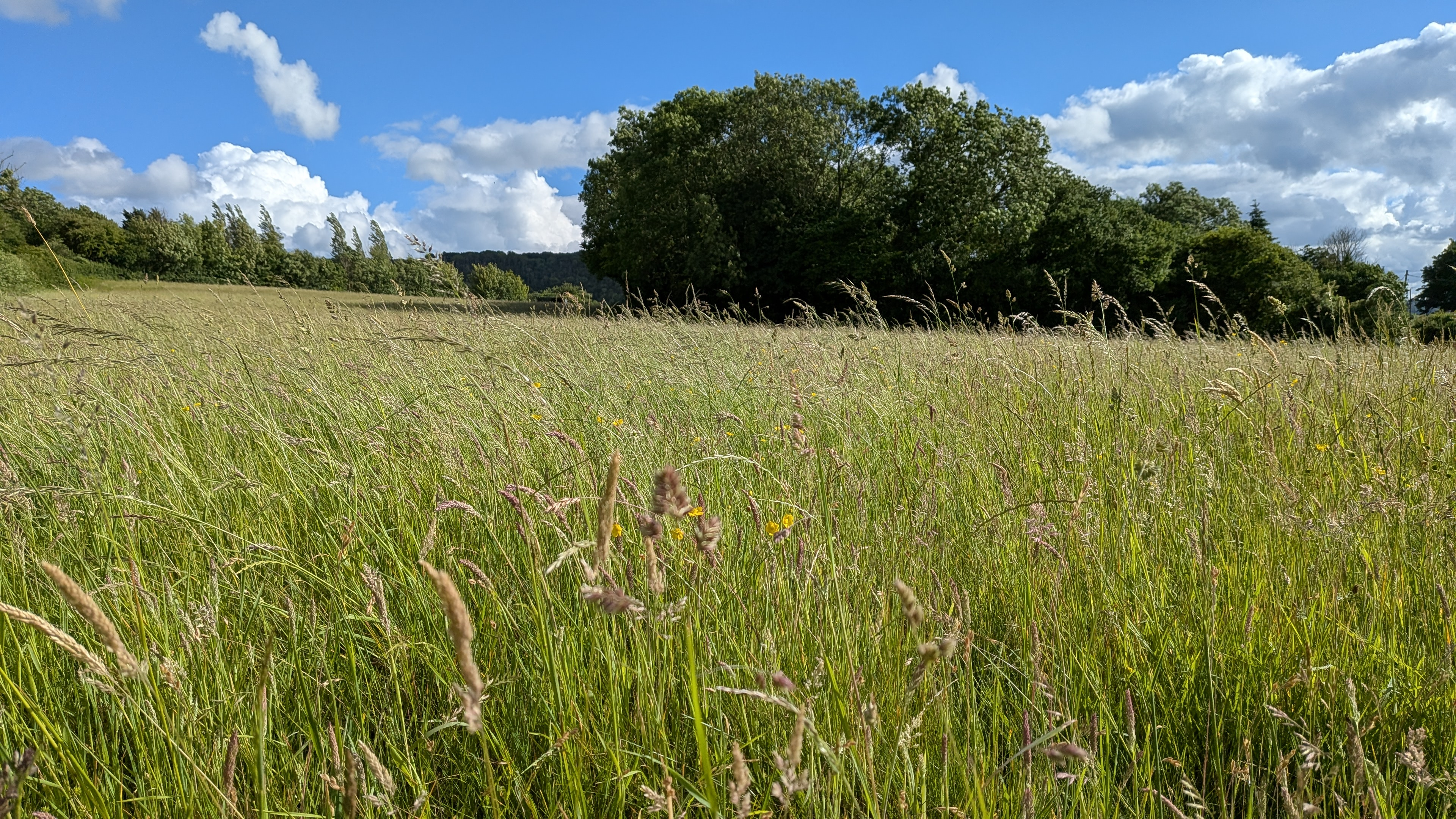 Grassland at hartcliff farm for hay