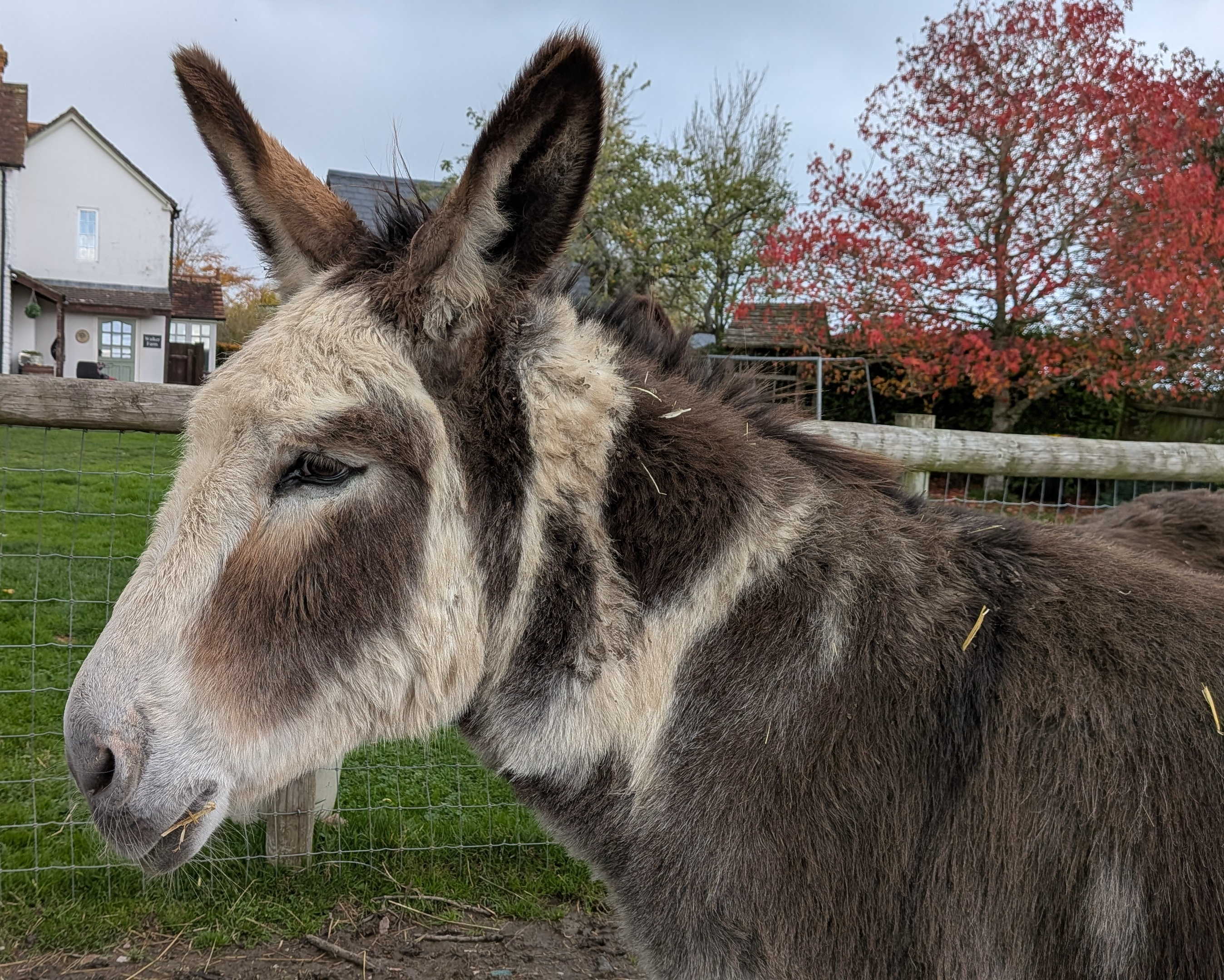 Picture of a grey and white donkey, with a few stalks of straw on his back