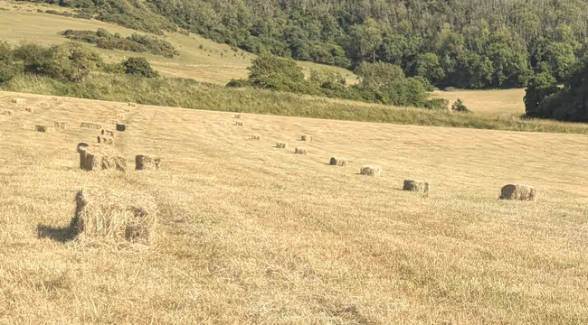 lines of small hay bales in a field