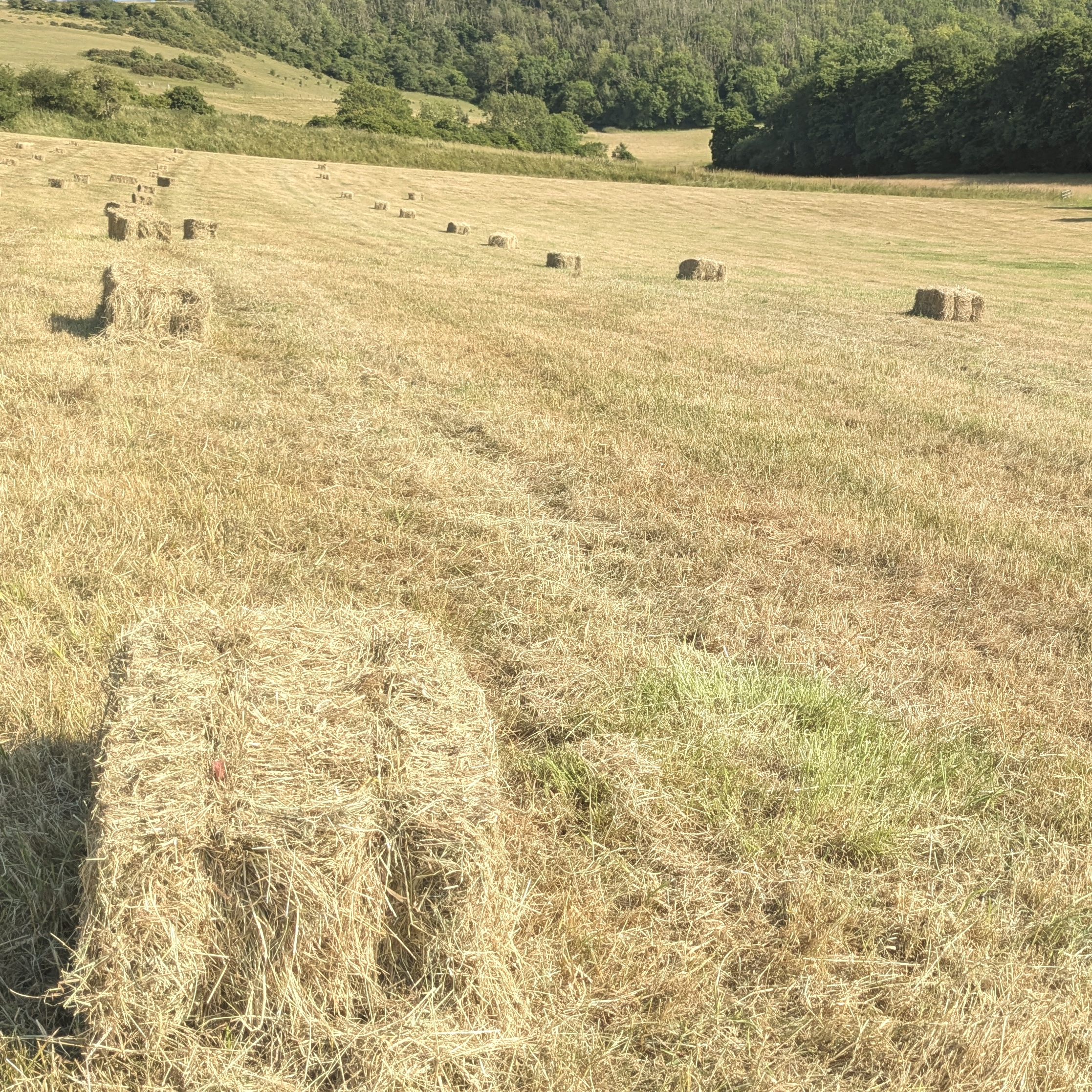 small bales of hay in a field